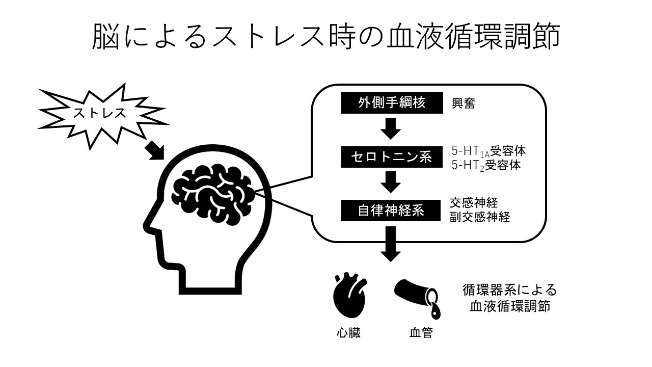 体性-自律神経反射の生理学 (物理療法,鍼灸,手技療法の理論) | A
